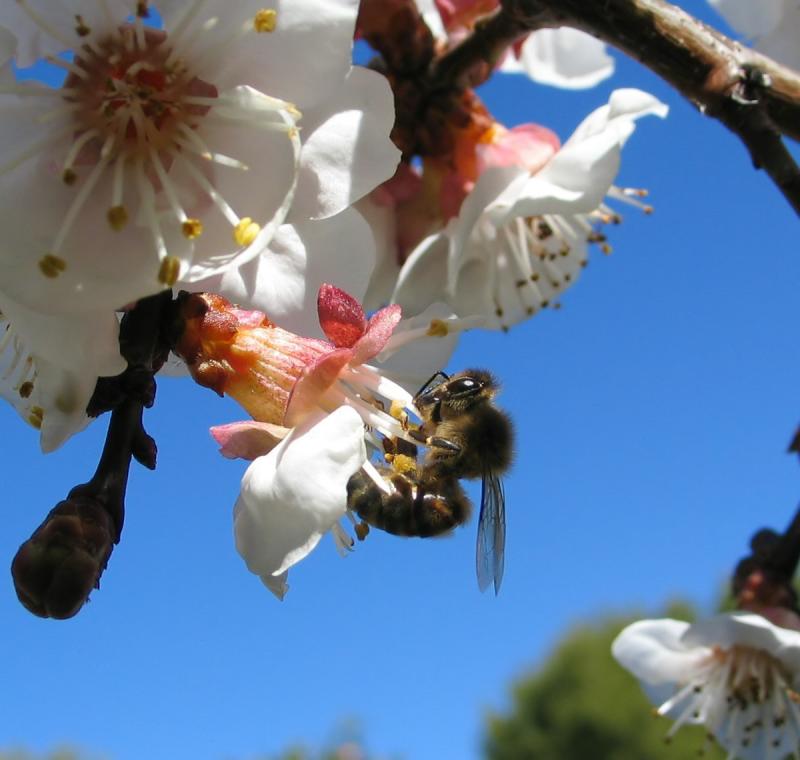 Bees do it, lets fall in love