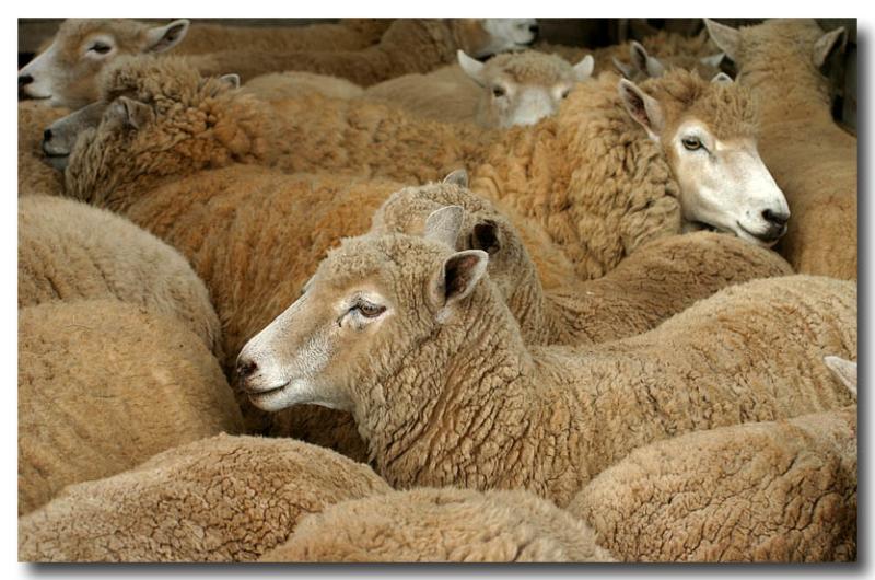 Woolgathering  Nineth