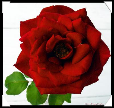 a single red rose