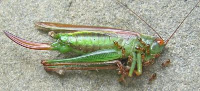 You hate this?  The ants love it!