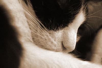 Love to Sleep