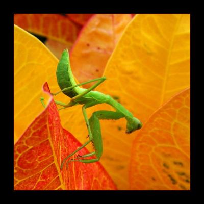 Mantis in Yellow