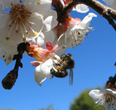 Bees do it, lets fall in love
