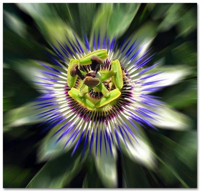 passion flower