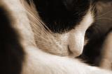 Love to Sleep