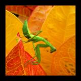 Mantis in Yellow