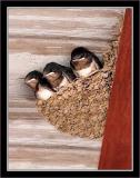 Birdwatchers