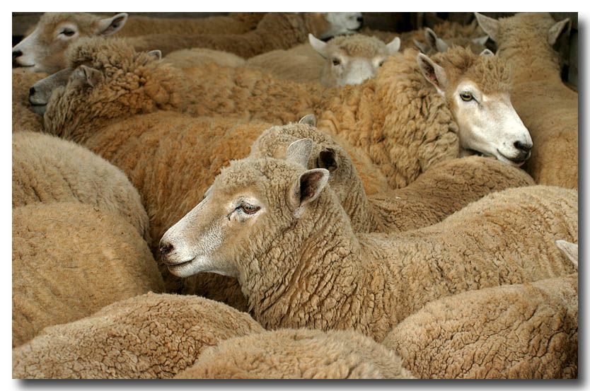 Woolgathering  Nineth