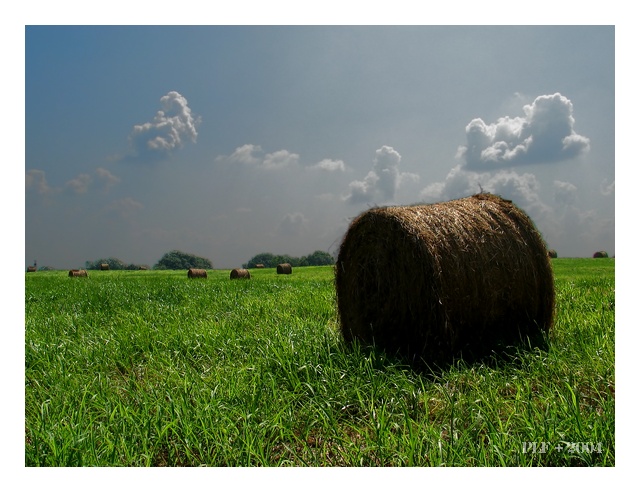 Hay There (*)