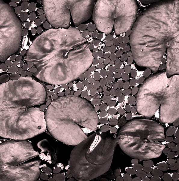 Pond Lily *