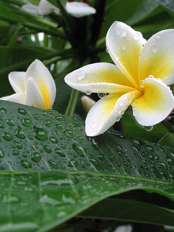 Frangipani*
