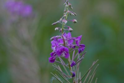 7593 flower outside marriott.jpg