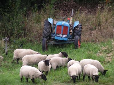 A sight from my bedroom window -- sheep across the river.