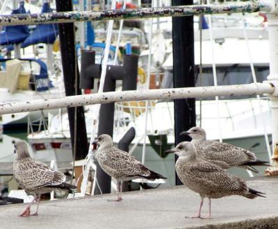 Gulls checking out the boats in Ramsgate