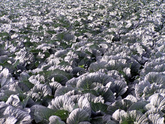 Field of Cabbage