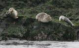 Harbor Seals hangin out