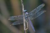 Great Blue Skimmer (male)