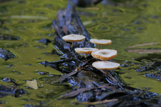 Mushrooms
