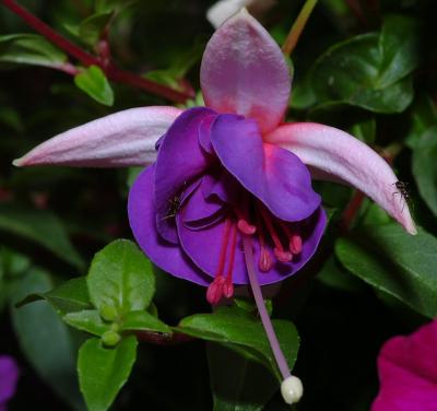 Fuchsia 30