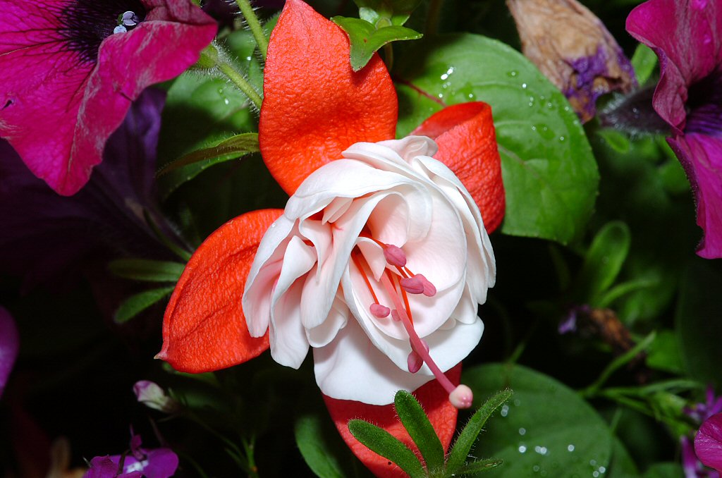 Fuchsia 27