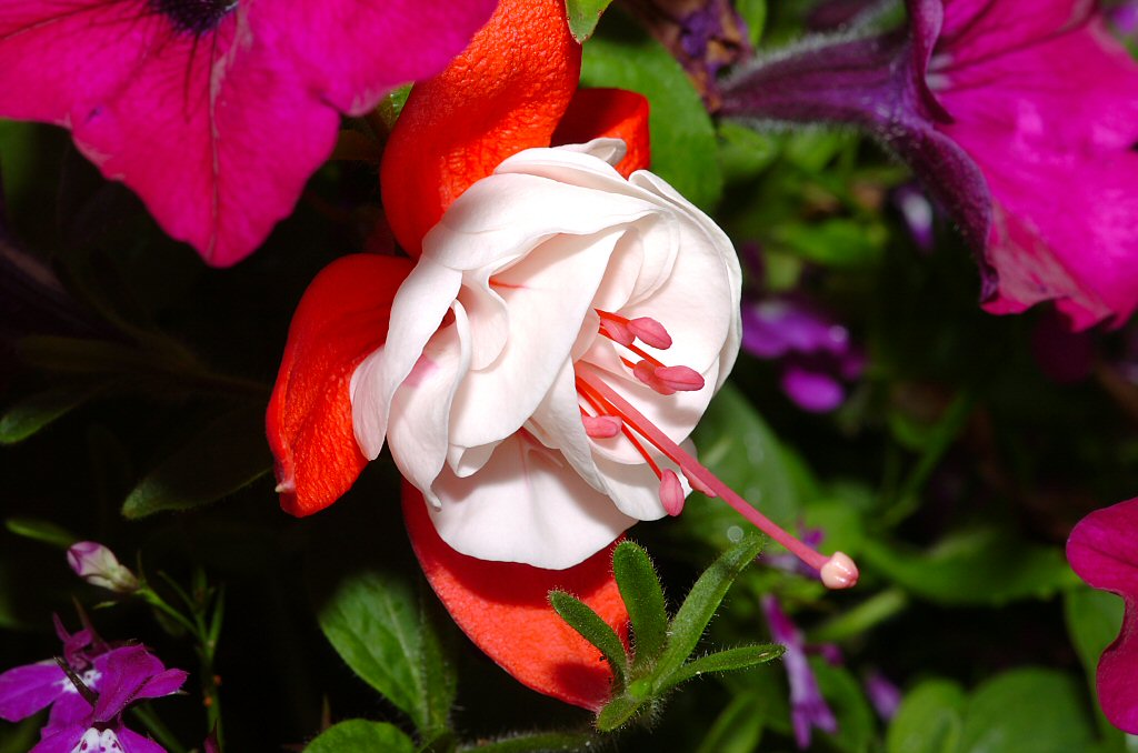 Fuchsia 33