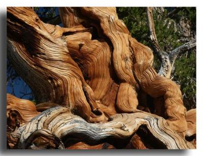 Upended Bristlecone