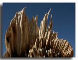 Eroding Bristlecone