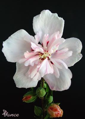 u32/dazzy/medium/21187683.RoseofSharon.jpg