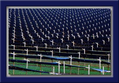 Ginseng Shelters