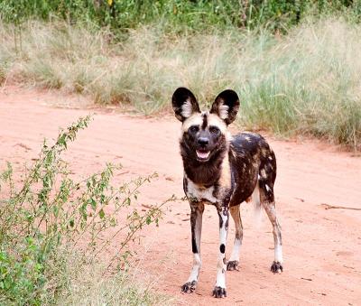 u32/dbolt/medium/41120374.CRW_8620wilddog.jpg