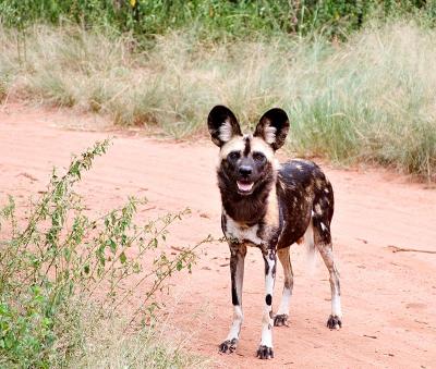 CRW_8620-wilddog.jpg