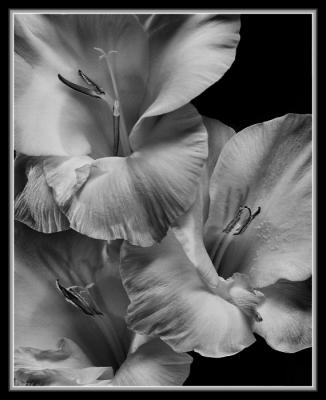 3 gladiollas in BW with borders1.jpg