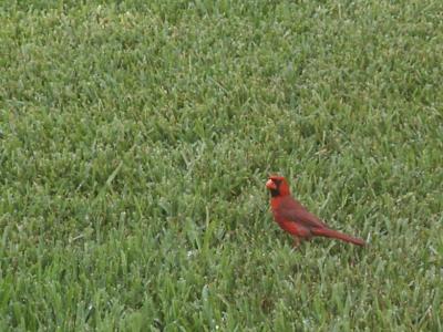 A friendly redbird