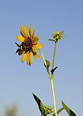 Bzzzz