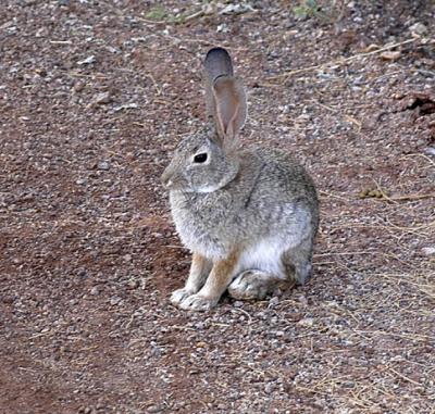 MrBun.jpg