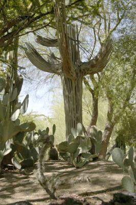u32/deanne_123/medium/20845830.SaguaroSkeleton.jpg