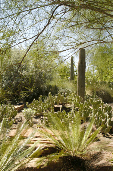 Cactus6.jpg