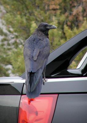 raven on truck.jpg