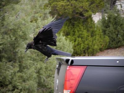 raven truck fly.jpg