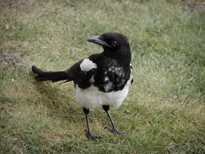 black billed magpie.jpg