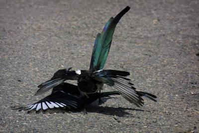 black billed magpie fight.jpg