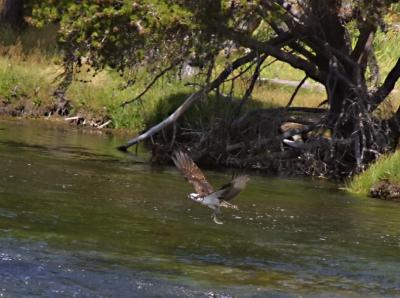 osprey catch.JPG