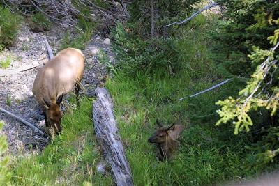 elk youngster and mom.jpg