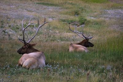 elk males field.jpg