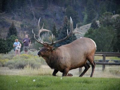 elk male down 2.jpg