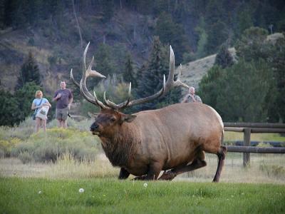 elk male down 3.jpg