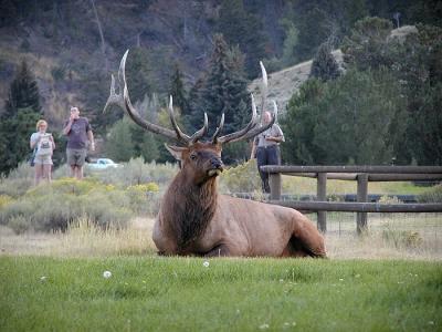 elk male laying down.jpg