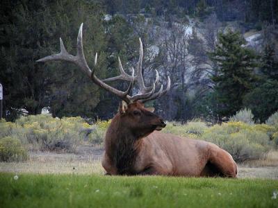 elk male laying down 3.jpg
