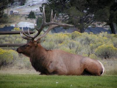 elk male laying down 4.jpg