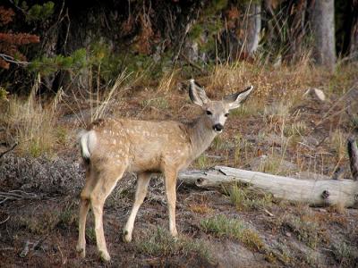 u32/deemac/medium/20973054.muledeerfawn1.jpg